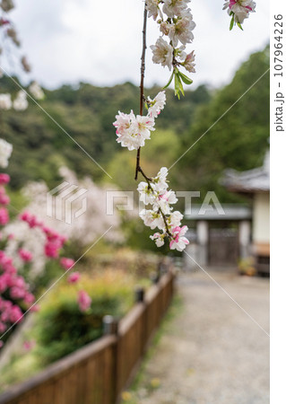 Kimono male Nico Nico - Stock Illustration [74723153] - PIXTA