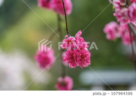 Kimono male Nico Nico - Stock Illustration [74723153] - PIXTA