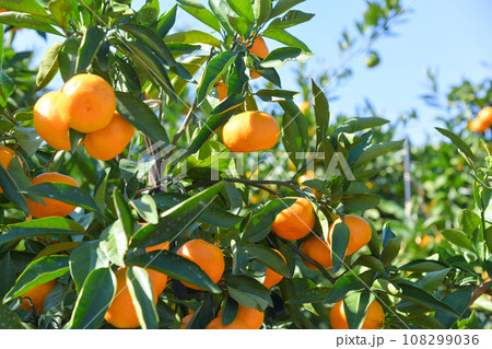 美味しそうに実ったミカン