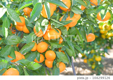 美味しそうに実ったミカン