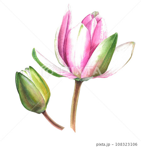 Lotus buds, green stems. Composition of pink water lily. Three bud