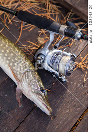 Freshwater Northern pike fish know as Esox Lucius and fishing rod with reel  lying on vintage