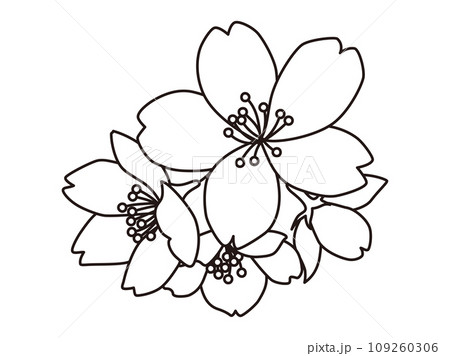 カラー モノクロ 花 花びらの写真素材 - PIXTA