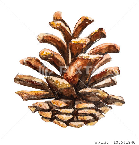 松ぼっくり油彩画 まつぼっくり 松かさ 松ぼっくり 水彩画のイラスト素材 - PIXTA