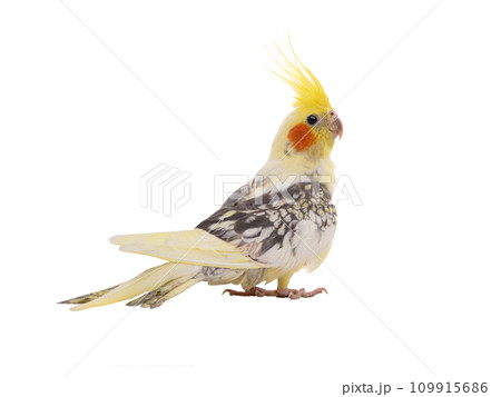 おかめインコ とさか ふわふわ マトリョーシカ インコ 鳥 - メルカリ