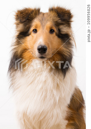 動物 犬 シェットランドシープドッグ お座りの写真素材 - PIXTA