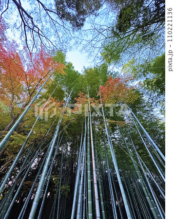 71ページ目 | ちくりんの写真素材 - PIXTA