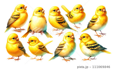 カナリア 鳥 水彩画 黄色いのイラスト素材 - PIXTA