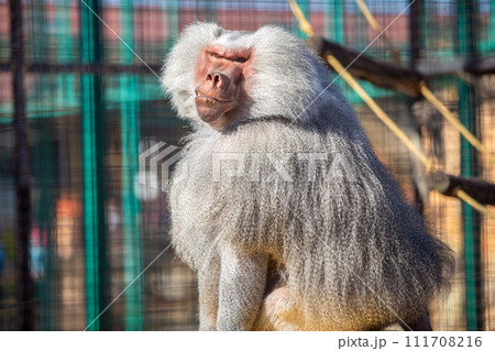 Imahie Shrine Koma Monkey (God Monkey) Agata - Stock Photo [91821551] -  PIXTA