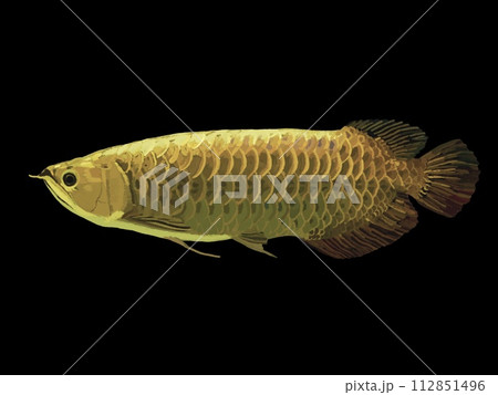 魚 アロワナ 金色 熱帯魚の写真素材 - PIXTA