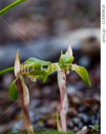 自然 植物 山野草 野生ランの写真素材 - PIXTA