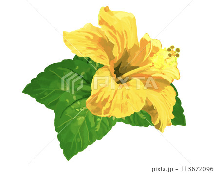 9.ハイビスカス B (Hibiscus B) 色鉛筆画原画作品（1点もの