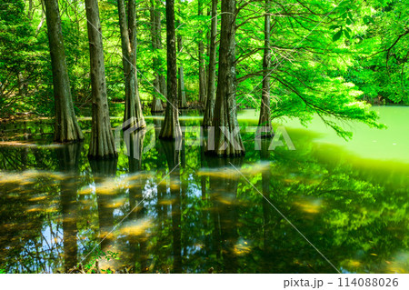 篠栗 篠栗九大の森 九大の森 水辺の森の写真素材 - PIXTA