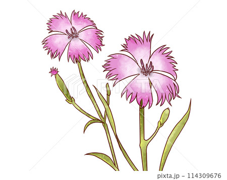なでしこ 水彩画 花 手描きの写真素材 - PIXTA