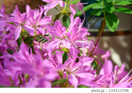 花 モチツツジ 花車 植物の写真素材 - PIXTA
