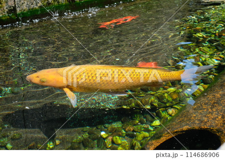 鯉 コイ 魚類 オレンジ色の写真素材 - PIXTA