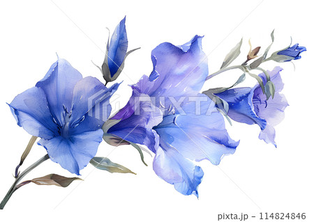 紫陽花とリンドウ　水彩画 mqdefault.jpg
