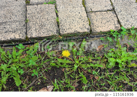 たんぽぽ 植物 花 シロツメクサの写真素材 - PIXTA