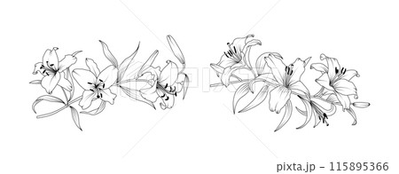花 スケッチ 写生 ユリのイラスト素材 - PIXTA