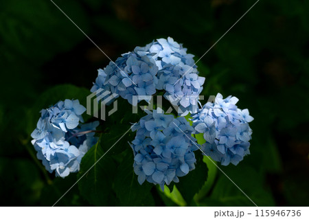 植物 花 紫陽花 雅の写真素材 - PIXTA