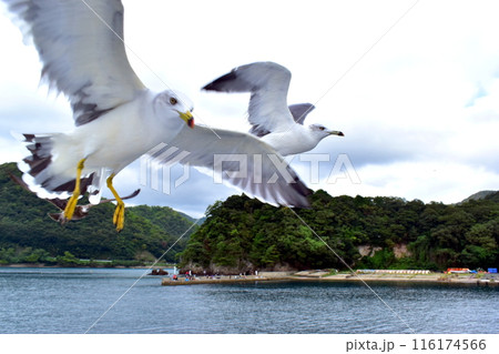 伊根の舟屋 伊根 海 鳥の写真素材 - PIXTA