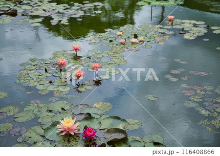 自然 風景 蓮の葉 葉っぱの写真素材 - PIXTA