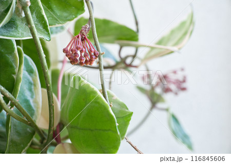 サクララン ホヤ 花 蕾の写真素材 - PIXTA