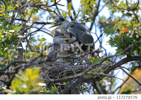 鳥と木の枝 昼間、木の枝にとまる黄色と黒の鳥の写真 – Unsplashの鳥の無料画像