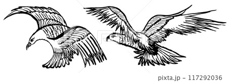 鳥 鷹 猛禽類 水墨画のイラスト素材 - PIXTA