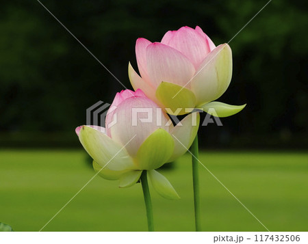 ハスの蕾 淡い緑色とピンク色 rinmon625-9600_TP_V1.jpg