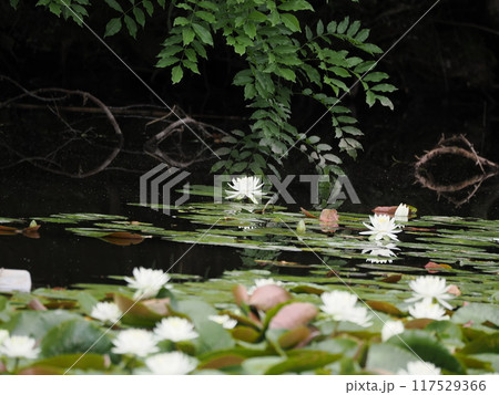 池 植物 睡蓮 葉の写真素材 - PIXTA