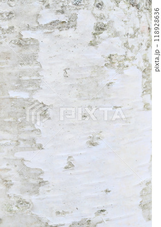 白樺の皮の写真素材 - PIXTA