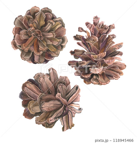 松ぼっくり油彩画 まつぼっくり 松かさ 松ぼっくり 水彩画のイラスト素材 - PIXTA