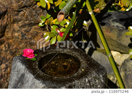 蹲 植物 つくばいの写真素材 - PIXTA