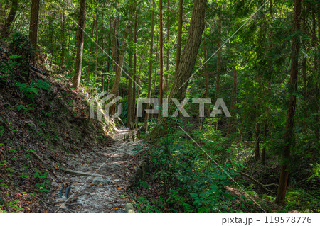 森の小道の写真素材 - PIXTA