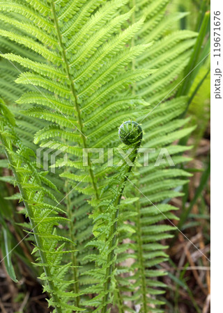 新日本植物誌シダ編　改訂増補版 新日本植物誌 シダ編 改訂増補版