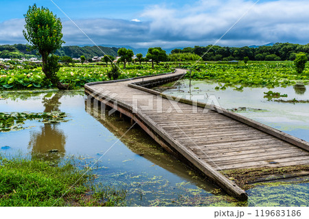 蓮の葉 自然 旅行 景色の写真素材 - PIXTA