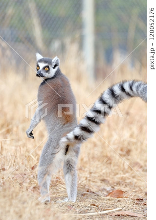 灰色 さる サル 猿の写真素材 - PIXTA