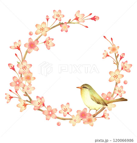 桜 花 春 色鉛筆画のイラスト素材 - PIXTA
