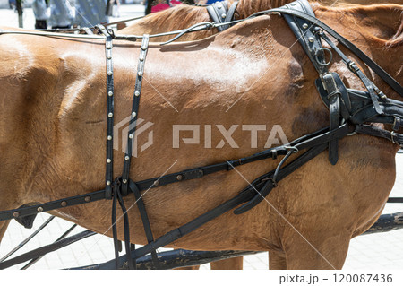 高品質観光用馬車ヨーロッパ馬カート - 中国 馬のトレーラー、馬