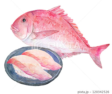鯛, 水彩, 魚, 描かれた 水彩で描いた鯛のイラスト イラスト素材 [ 7044714 ] - フォト