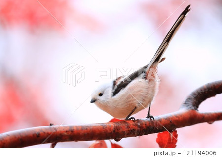 秋 紅葉 小鳥 鳥の写真素材 - PIXTA