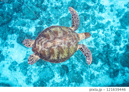 マイタイ 亀 剥製 タイマイ ウミガメ 海亀 はく製 全体 背甲長 30cm 背甲幅