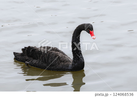 黒鳥 水鳥 鳥 ブラックスワンの写真素材 - PIXTA