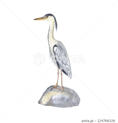 水彩 鳥 アオサギ 鷺のイラスト素材 - PIXTA