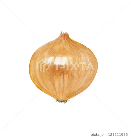 野菜 玉葱 水彩画 玉ねぎのイラスト素材 - PIXTA