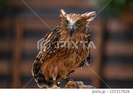 イケメン フクロウ 梟 ミミズクの写真素材 - PIXTA