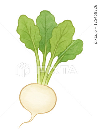 かぶのイラスト素材(10,584点以上の高品質なイラスト素材) - PIXTA