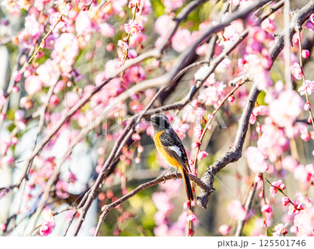 梅の花 小鳥 ジョウビタキの写真素材 - PIXTA