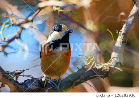 ヤマガラかごの写真素材 - PIXTA